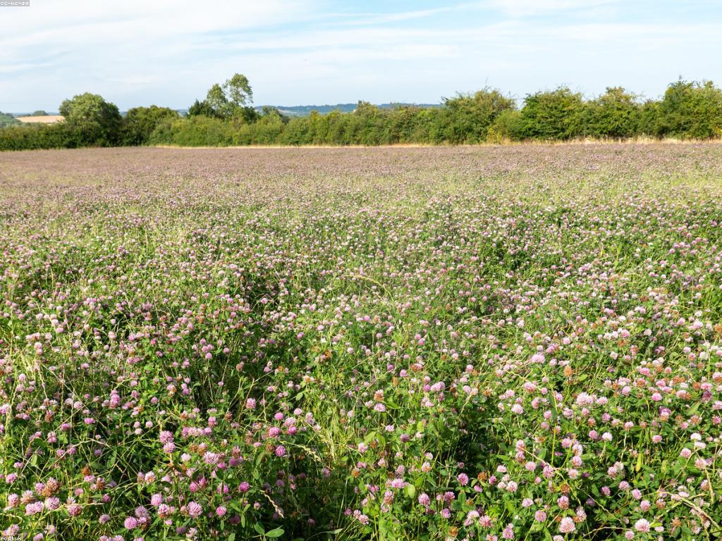 វិធីសាស្ត្រដើម្បីរៀបចំការប្រកួតយ៉ាងមានប្រសិទ្ធភាព
